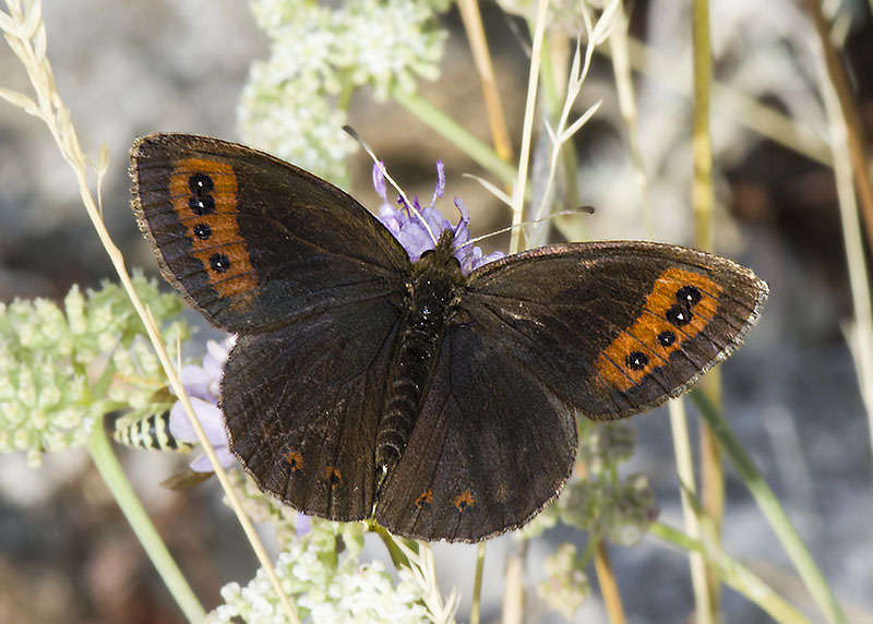 6 sp. di Erebia